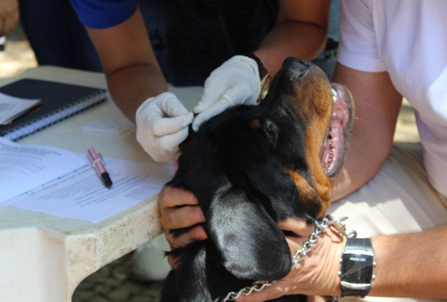 Teste rápido para Leishmaniose Visceral Canina