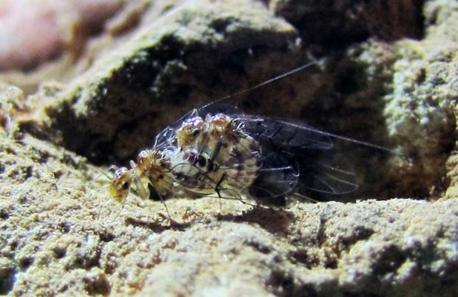 inseto descoberto pelos pesquisadores 