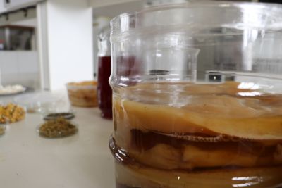 kombucha em vidro e chás