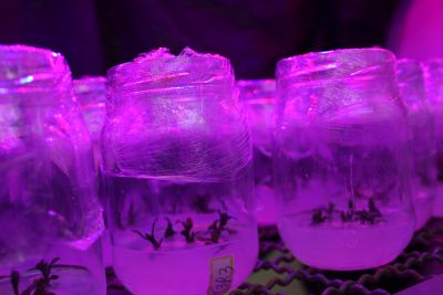 plantas cultivadas em laboratório