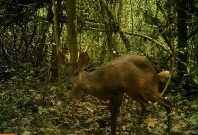 veado catingueiro encontrado na UFLA