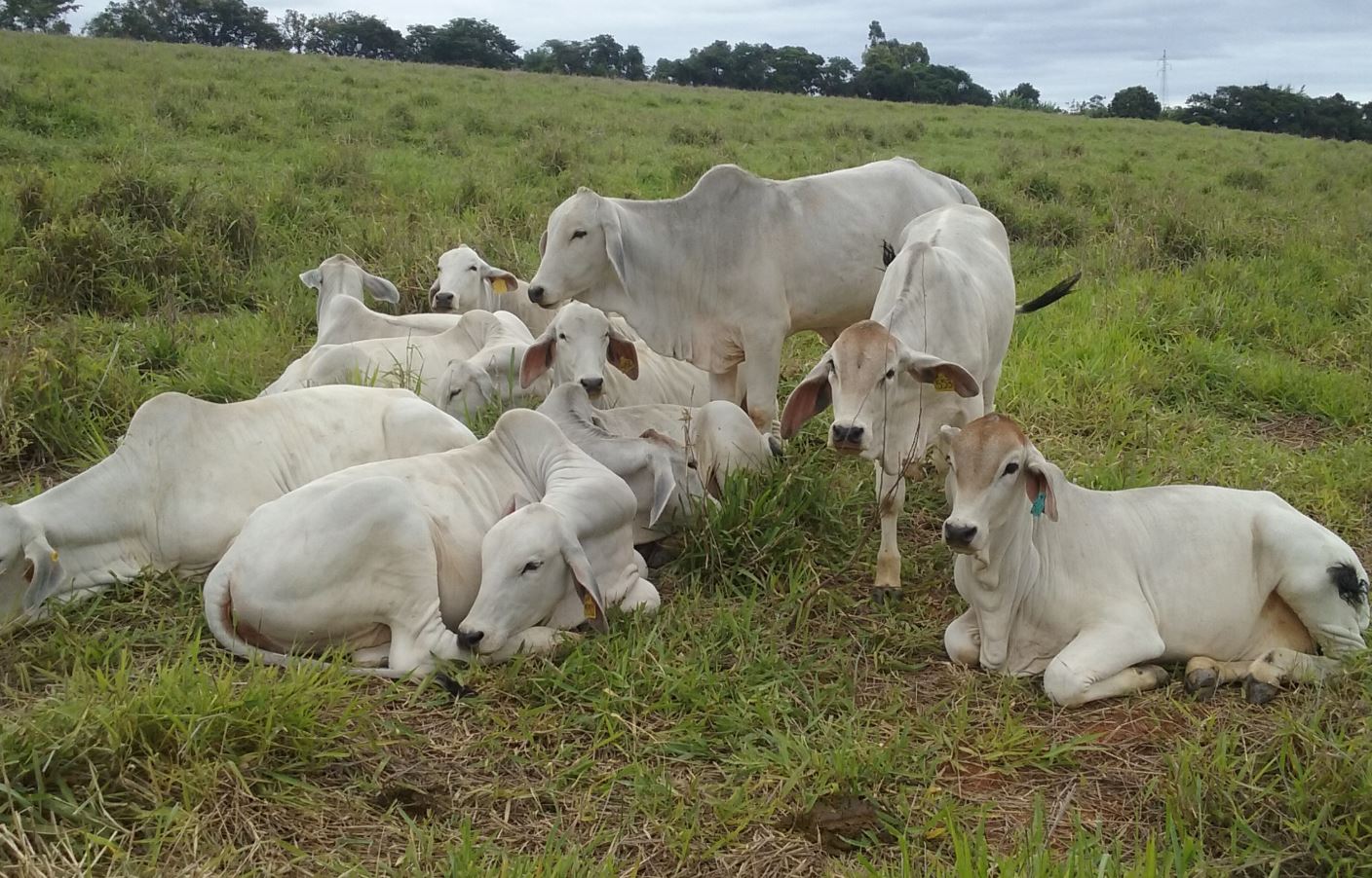 Gentileza solicitar descrição da imagem