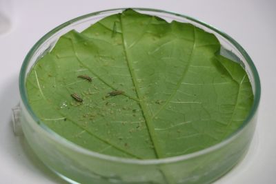 de crisopídeos, pequenos insetos de cor verde. 