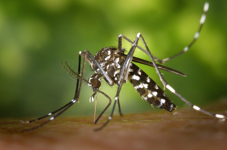 mosquito aedes