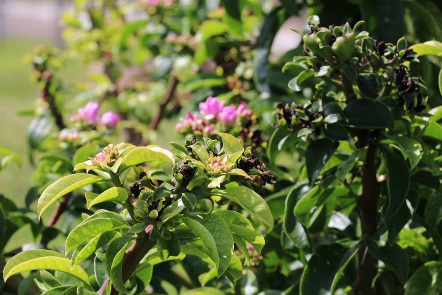 planta ora-pro-nóbis