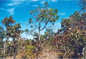 foto do cerrado 