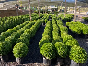 plantas em floricultura. Foto : Prefeitura de Dona Euzébia