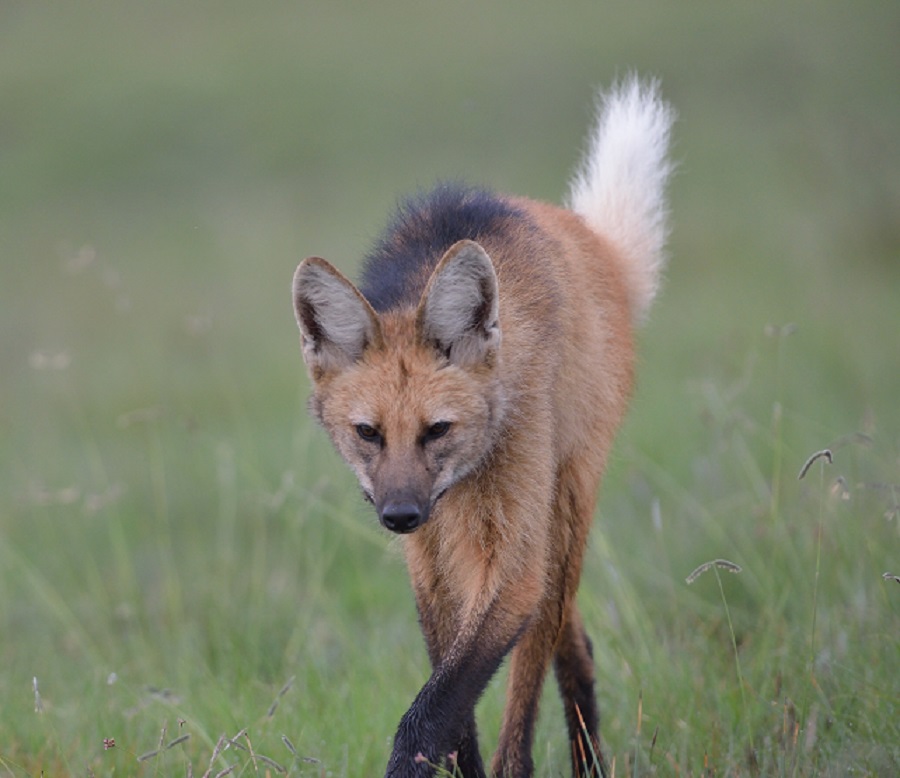 lobo guará no campo