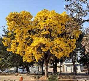 Ipê amarelo florido