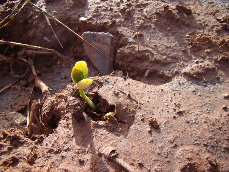 planta crescendo no rejeito