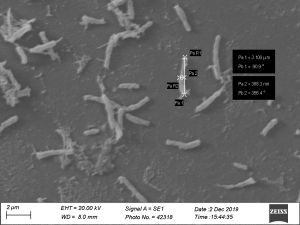 Bradyrhizobium uaiense identificada pelos pesquisadores