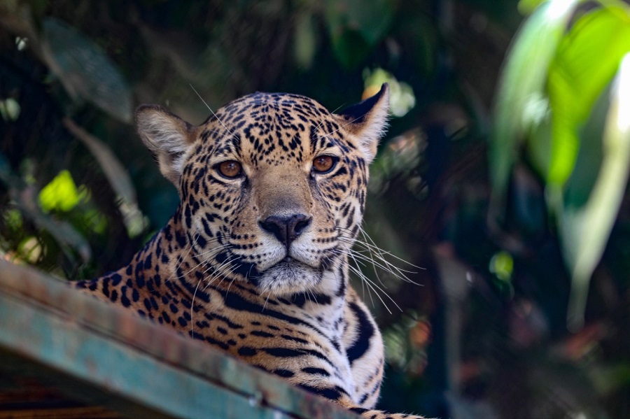 Onça pintada (Panthera onca) em ambiente cativo. Foto de Lucas Gonçalves da Silva