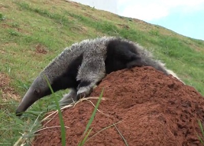 tamanduá em cima de cupinzeiro