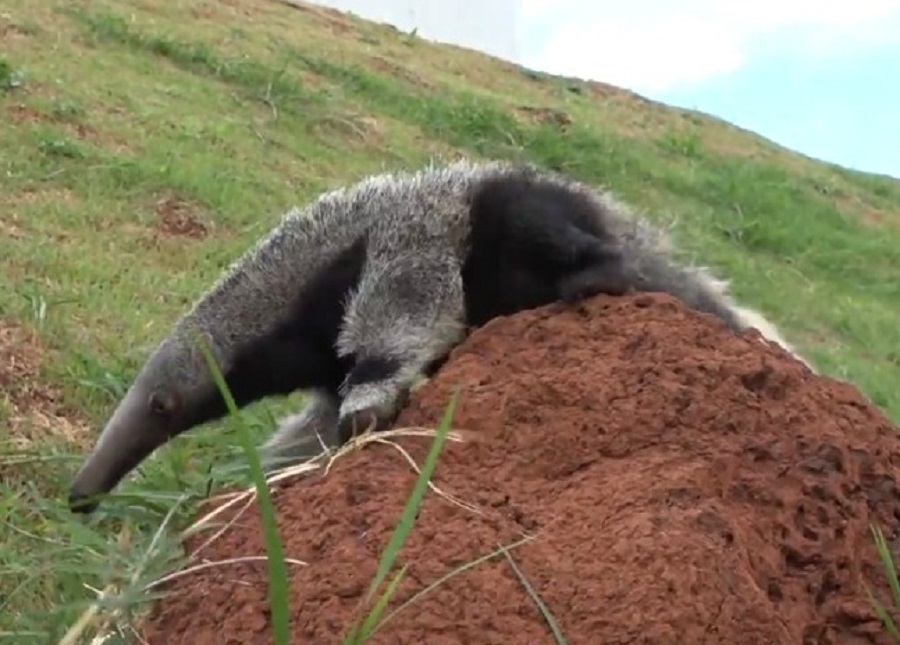 Tamanduá em cima de cupinzeiro