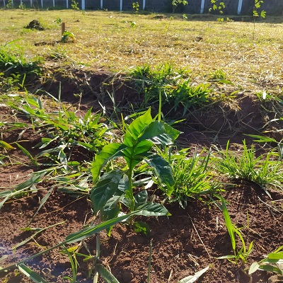 muda plantada em São Sebastião do Paraíso