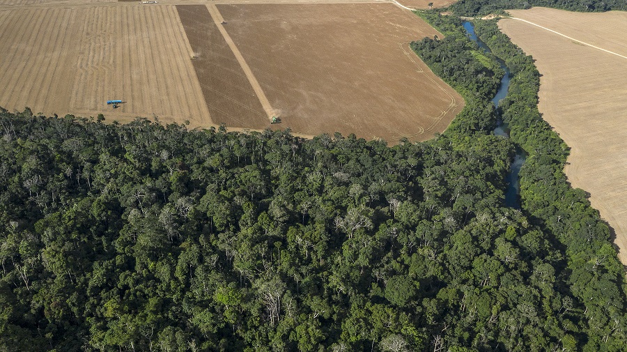 Foto da floresta e da área agrícola no entorno