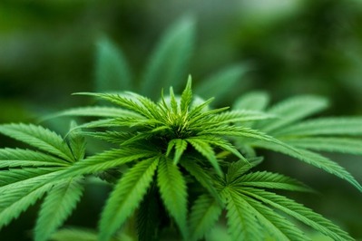 Pesquisadores entregam à Anvisa documento sobre a utilização da cannabis em pesquisas científicas e para uso terapêutico