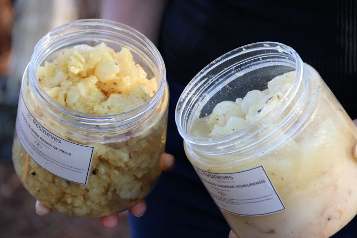 Gentileza solicitar descrição da imagem