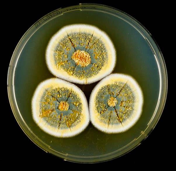 UFLA descobre 12 novas espécies de fungos do Cerrado e da Caatinga, agora preservadas em banco genético