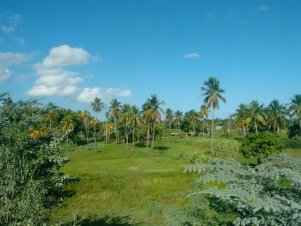 UFLA participa de cooperação humanitária no Haiti para implantar cultura do coco anão verde