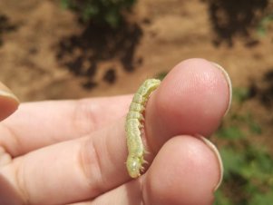 Equipe da UFLA realiza ações do projeto Cotton Victoria em países africanos