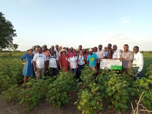 Equipe da UFLA realiza ações do projeto Cotton Victoria em países africanos