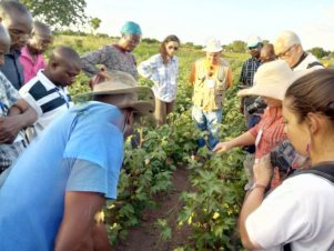 Equipe da UFLA realiza ações do projeto Cotton Victoria em países africanos