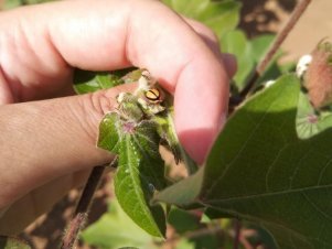 Equipe da UFLA realiza ações do projeto Cotton Victoria em países africanos