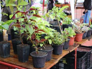 Feira com Agricultores em Agroecologia