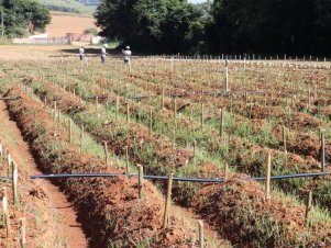 Centro de Desenvolvimento e Transferência de Tecnologia